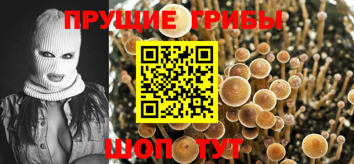 Псилоцибиновые грибы Psilocybe  Вход с VPN  Тында  Галлюциногенные грибы Cubensis 